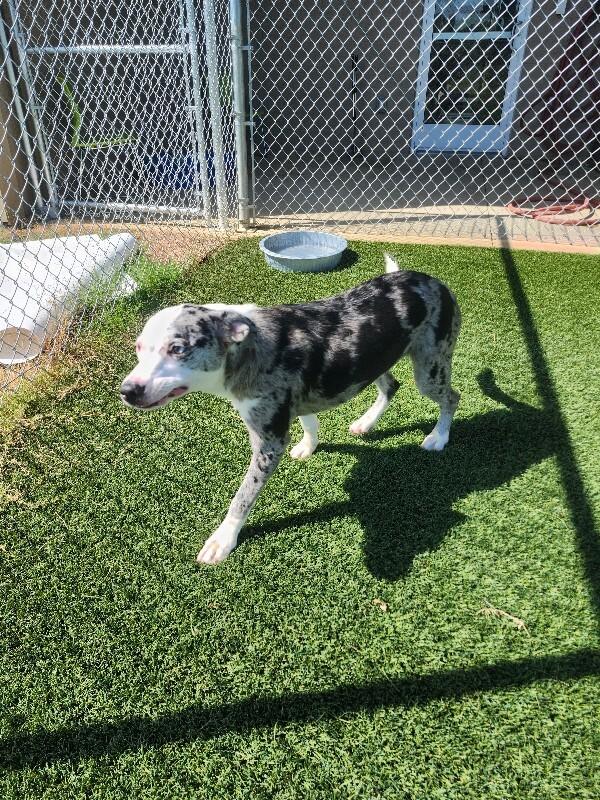 Enlarge Calliope, a Adoptable mixed breed in Jackson, TN image 3/6