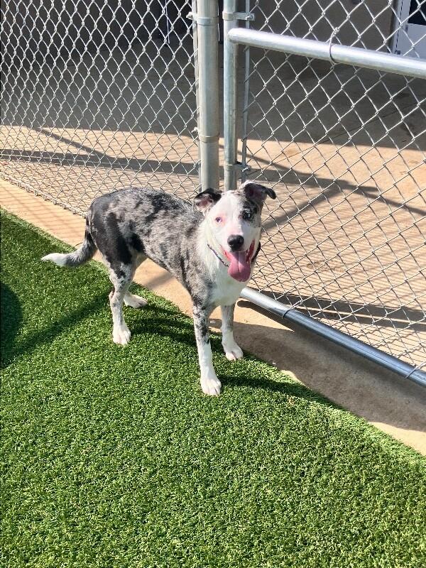 Enlarge Calliope, a Adoptable mixed breed in Jackson, TN image 4/6