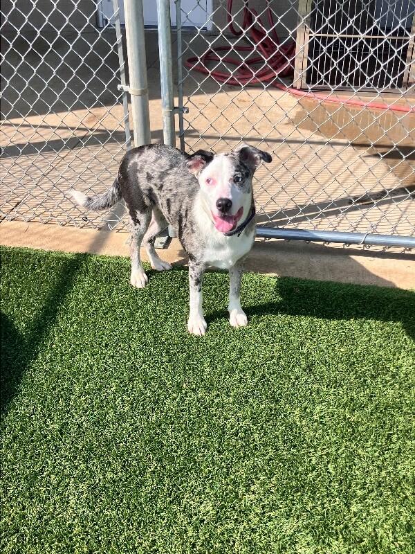 Enlarge Calliope, a Adoptable mixed breed in Jackson, TN image 5/6