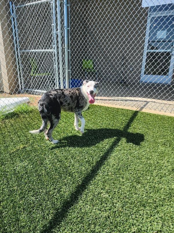 Enlarge Calliope, a Adoptable mixed breed in Jackson, TN image 6/6