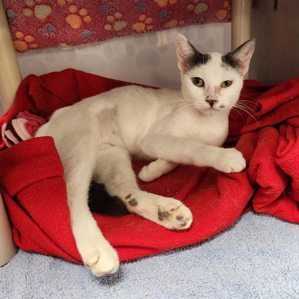 Enlarge Dolly, a Adoptable Domestic Short Hair in Grand Rapids, MI image 1/2