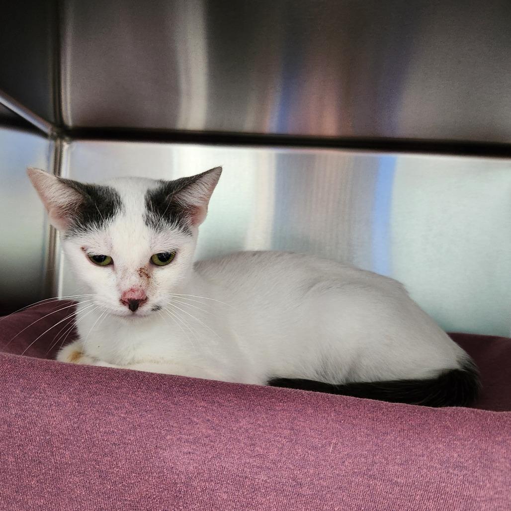 Enlarge Dolly, a Adoptable Domestic Short Hair in Grand Rapids, MI image 2/2