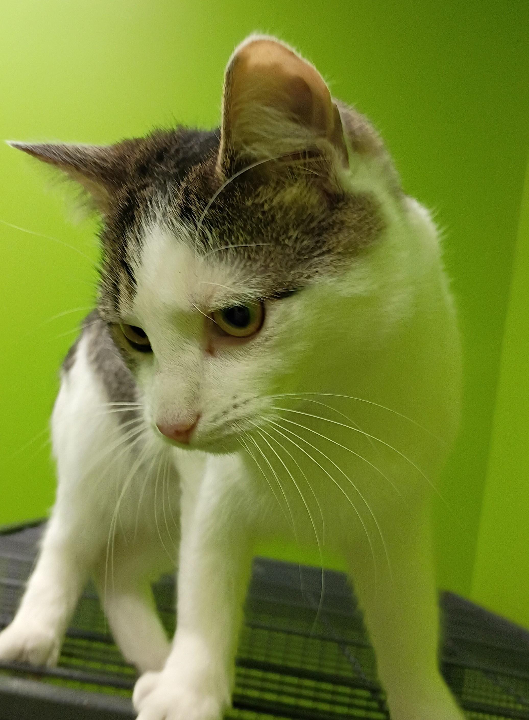 Enlarge Sally FCC 366, a Adoptable Domestic Long Hair in Barnwell, SC image 1/2