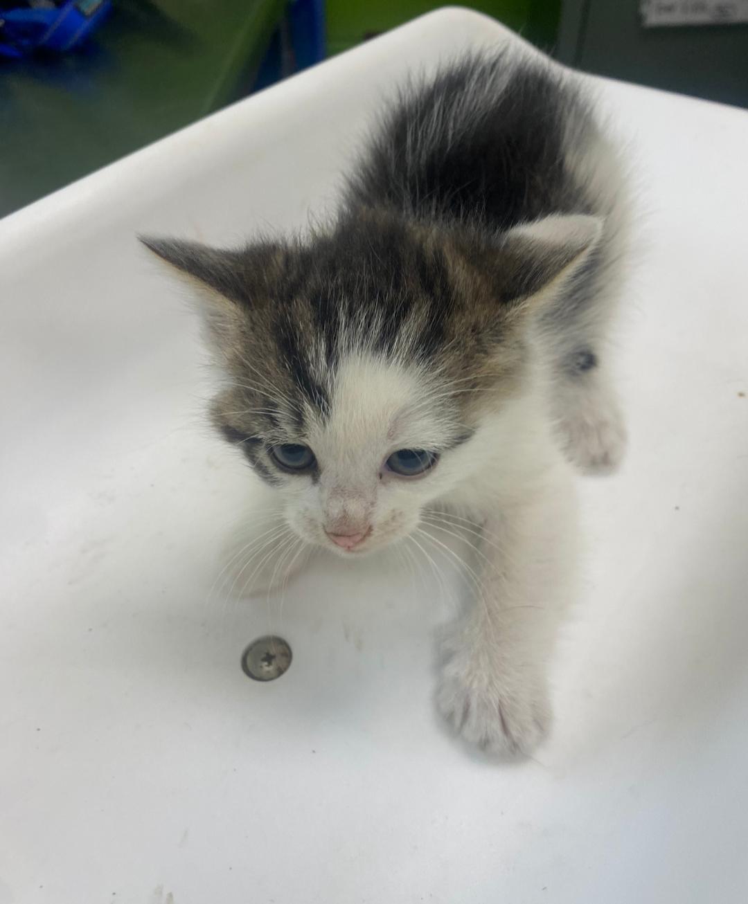 Sally FCC 366, Adoptable, Young Female Domestic Long Hair.