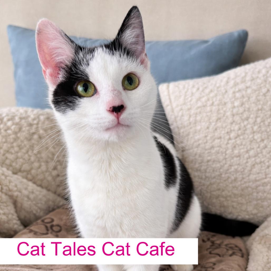 Mirabel, Adoptable, Young Female Domestic Short Hair.