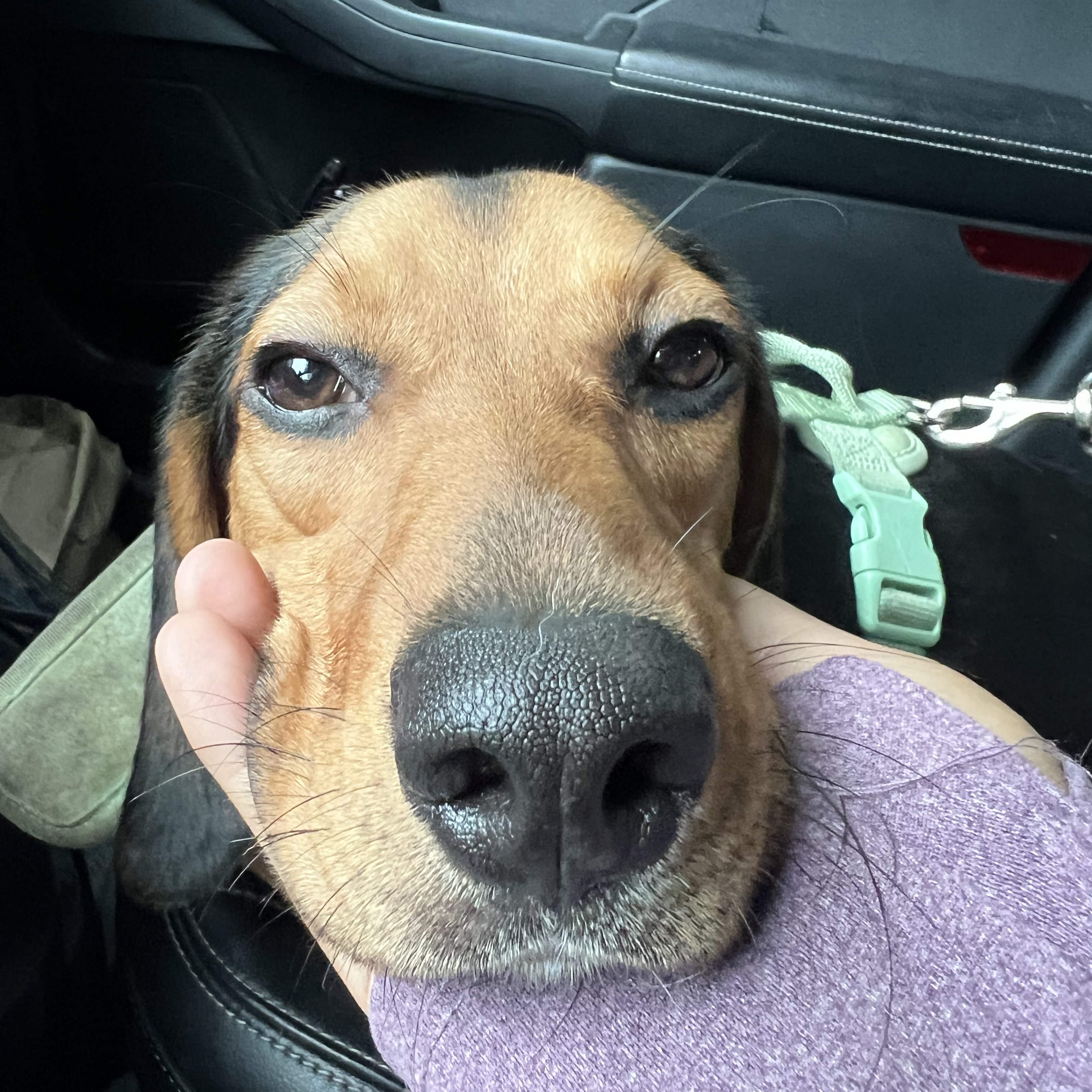 Otis, a Adopted Beagle in Wrightstown, NJ image 2/4