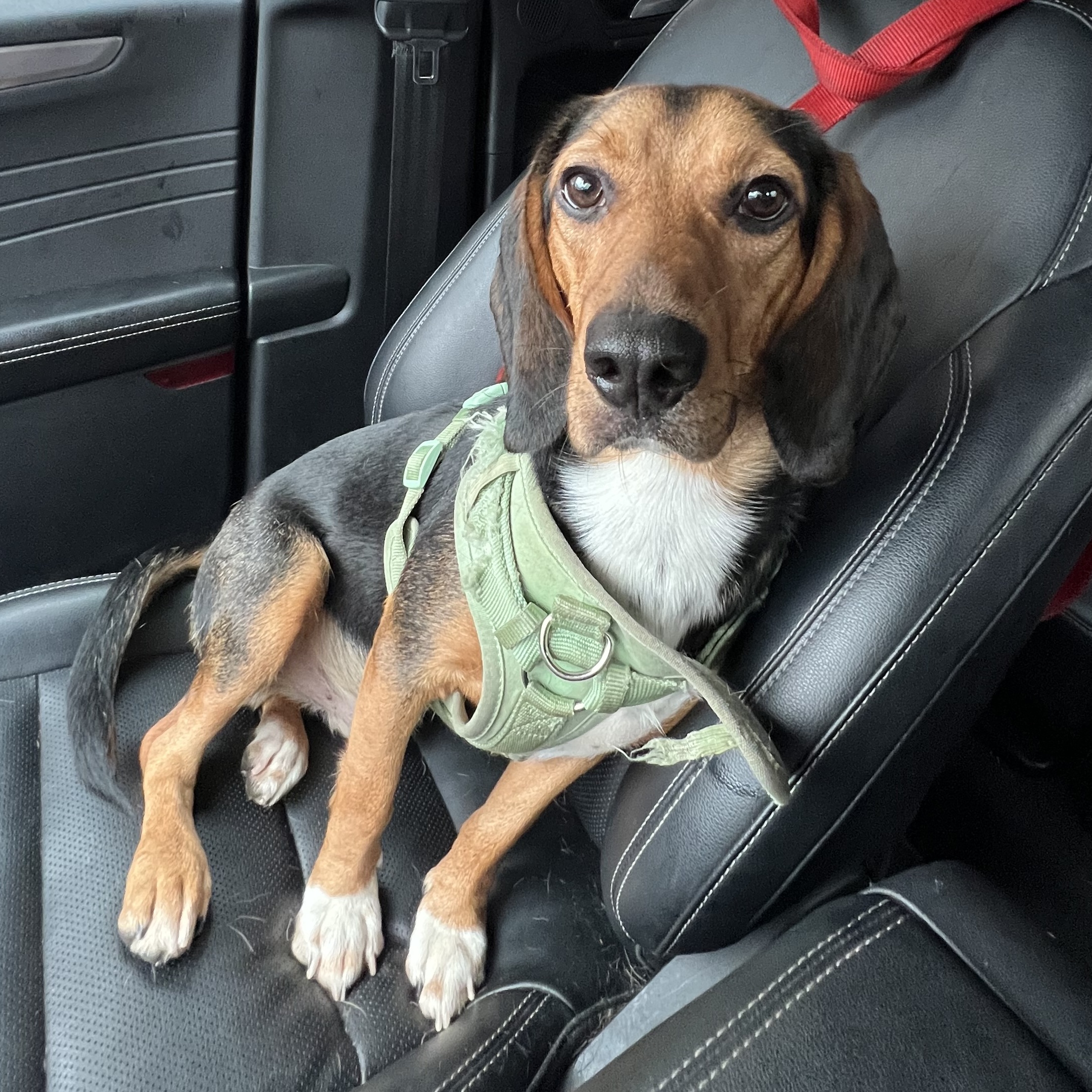 Otis, a Adopted Beagle in Wrightstown, NJ image 3/4