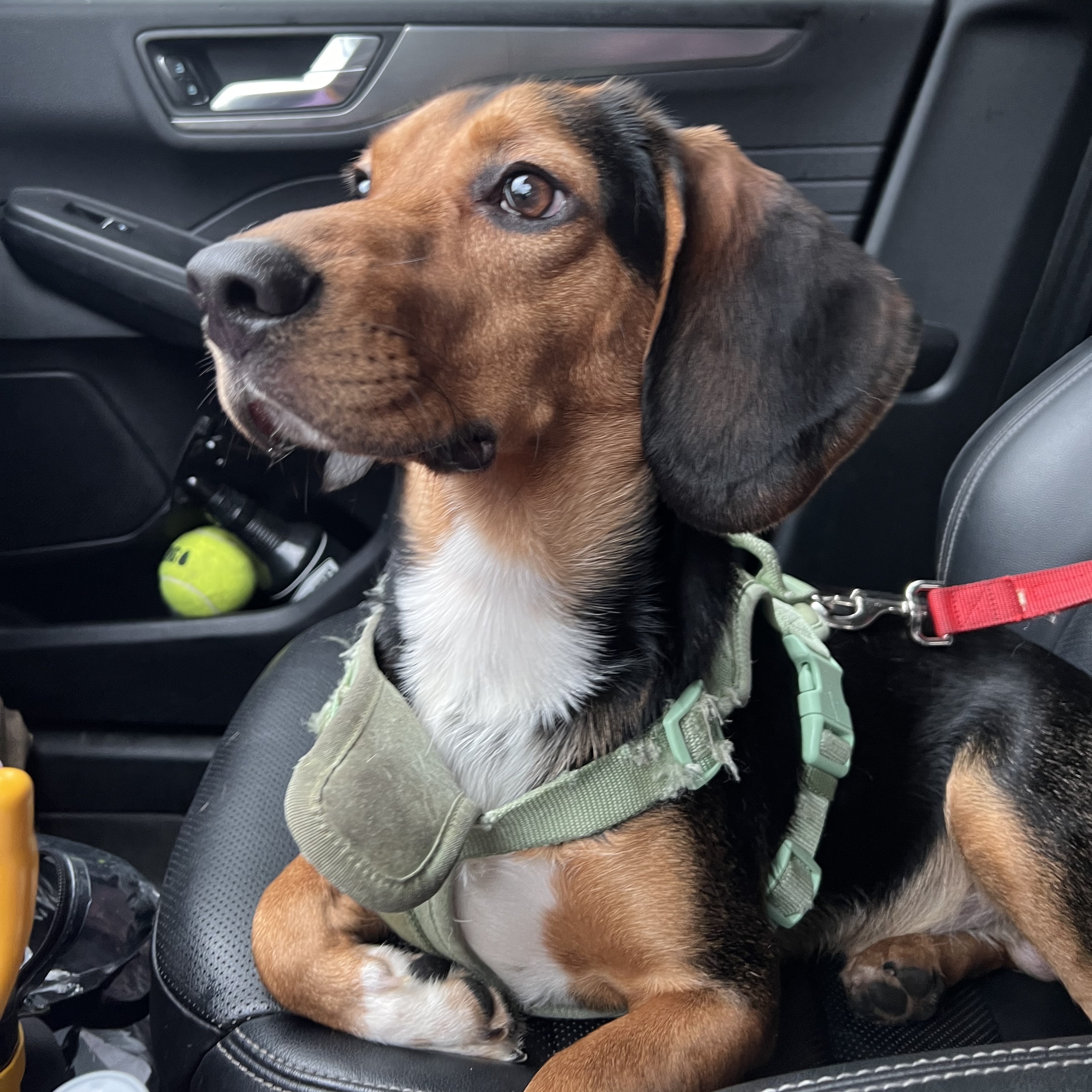 Otis, Adopted, Young Male Beagle.