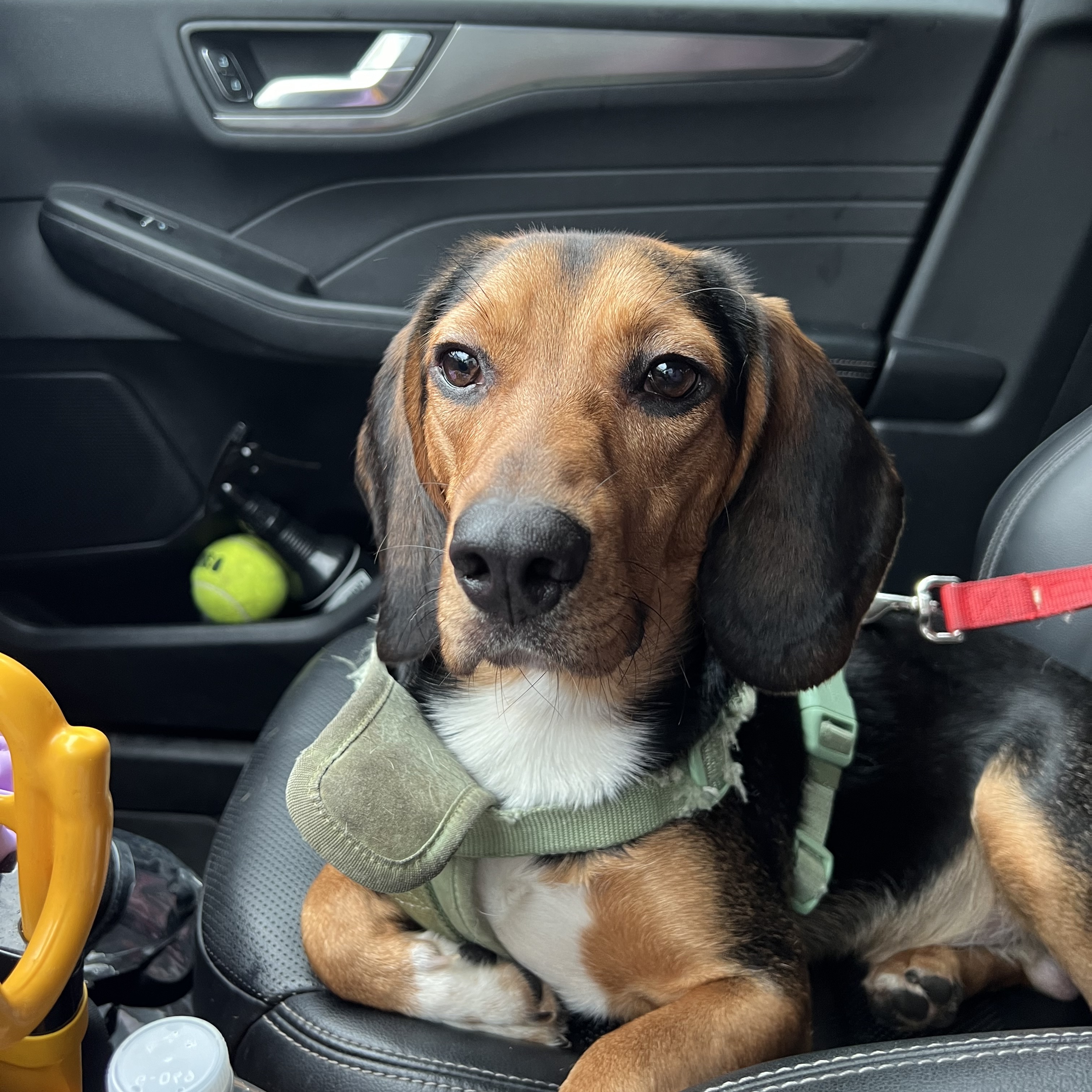 Otis, a Adopted Beagle in Wrightstown, NJ image 4/4