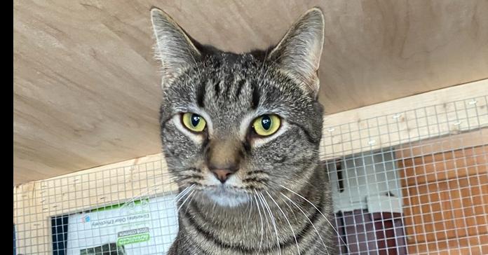 Enlarge Lancelot, a Adoptable Domestic Short Hair in Greene, NY image 1/1