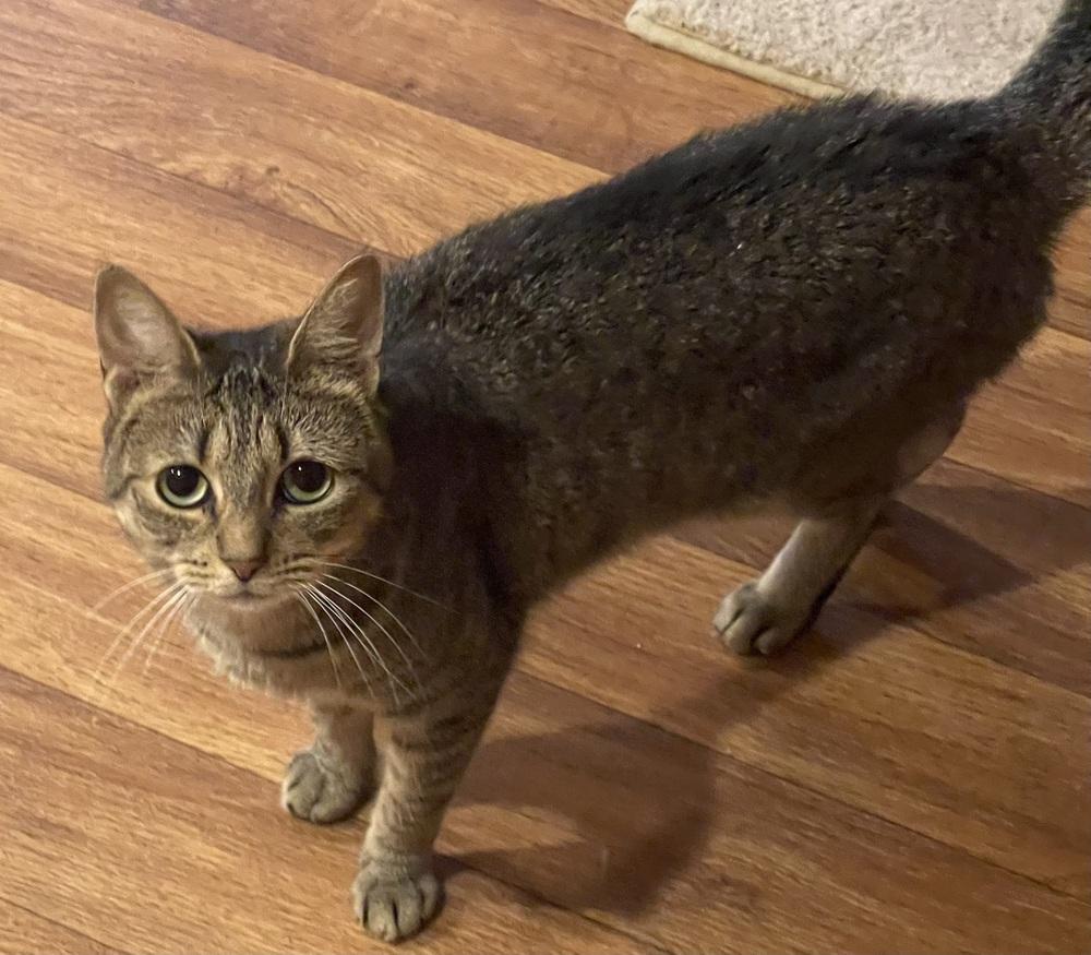 Humility Riverton, Adoptable, Young Female Domestic Short Hair.