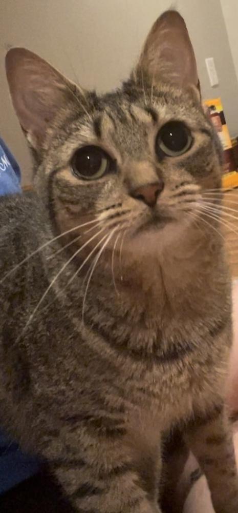 Humility Riverton, a Adoptable Domestic Short Hair in Mount Laurel, NJ image 2/5