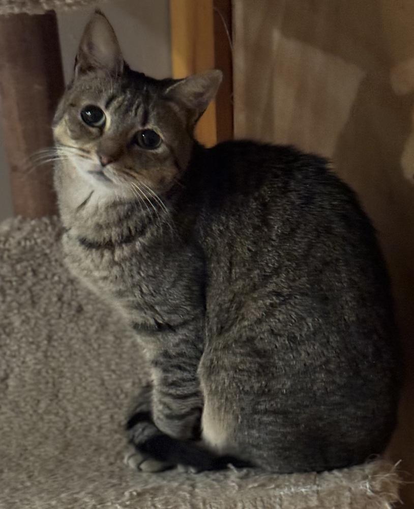 Humility Riverton, a Adoptable Domestic Short Hair in Mount Laurel, NJ image 3/5