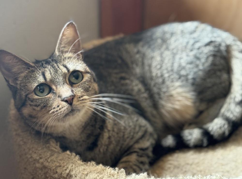 Humility Riverton, a Adoptable Domestic Short Hair in Mount Laurel, NJ image 5/5