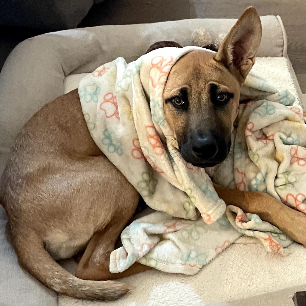 Enlarge Cookie, a Adoptable Mixed Breed in Midland, TX image 1/3