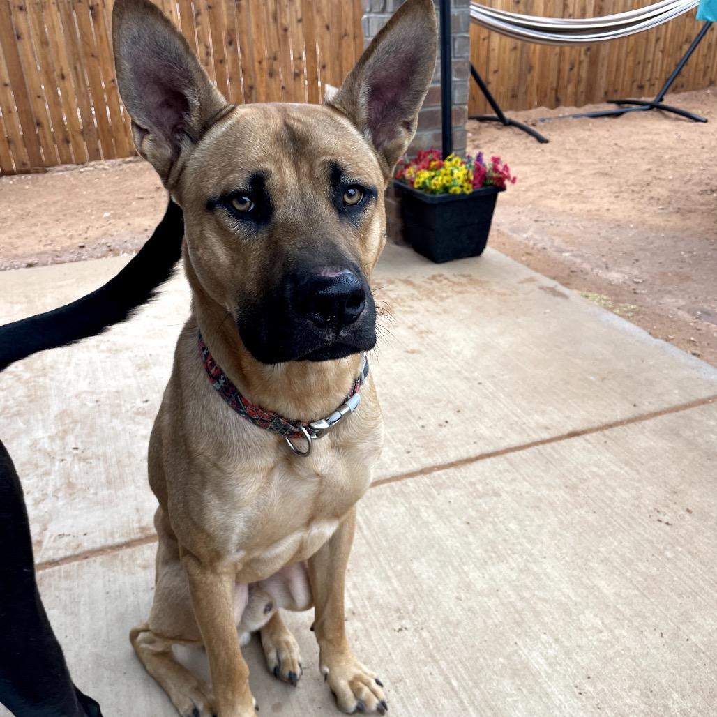 Enlarge Cookie, a Adoptable Mixed Breed in Midland, TX image 2/3