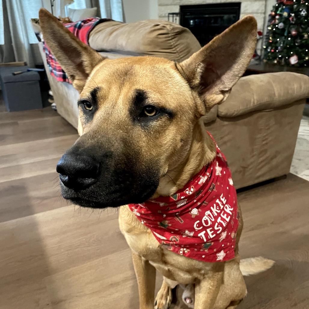 Enlarge Cookie, a Adoptable Mixed Breed in Midland, TX image 3/3