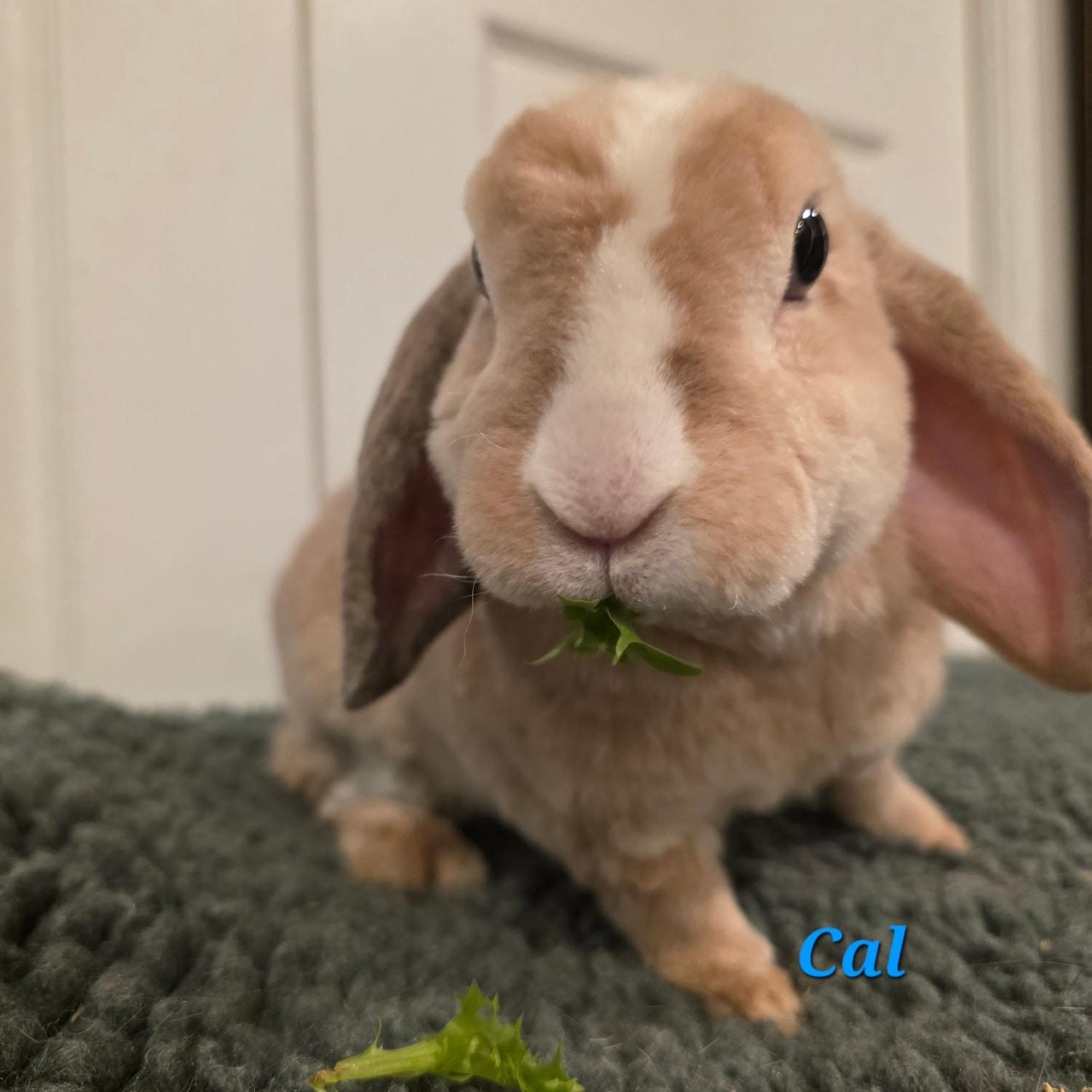 Cal, ADOPTABLE, Adult Male Mini Lop & Mini Rex.
