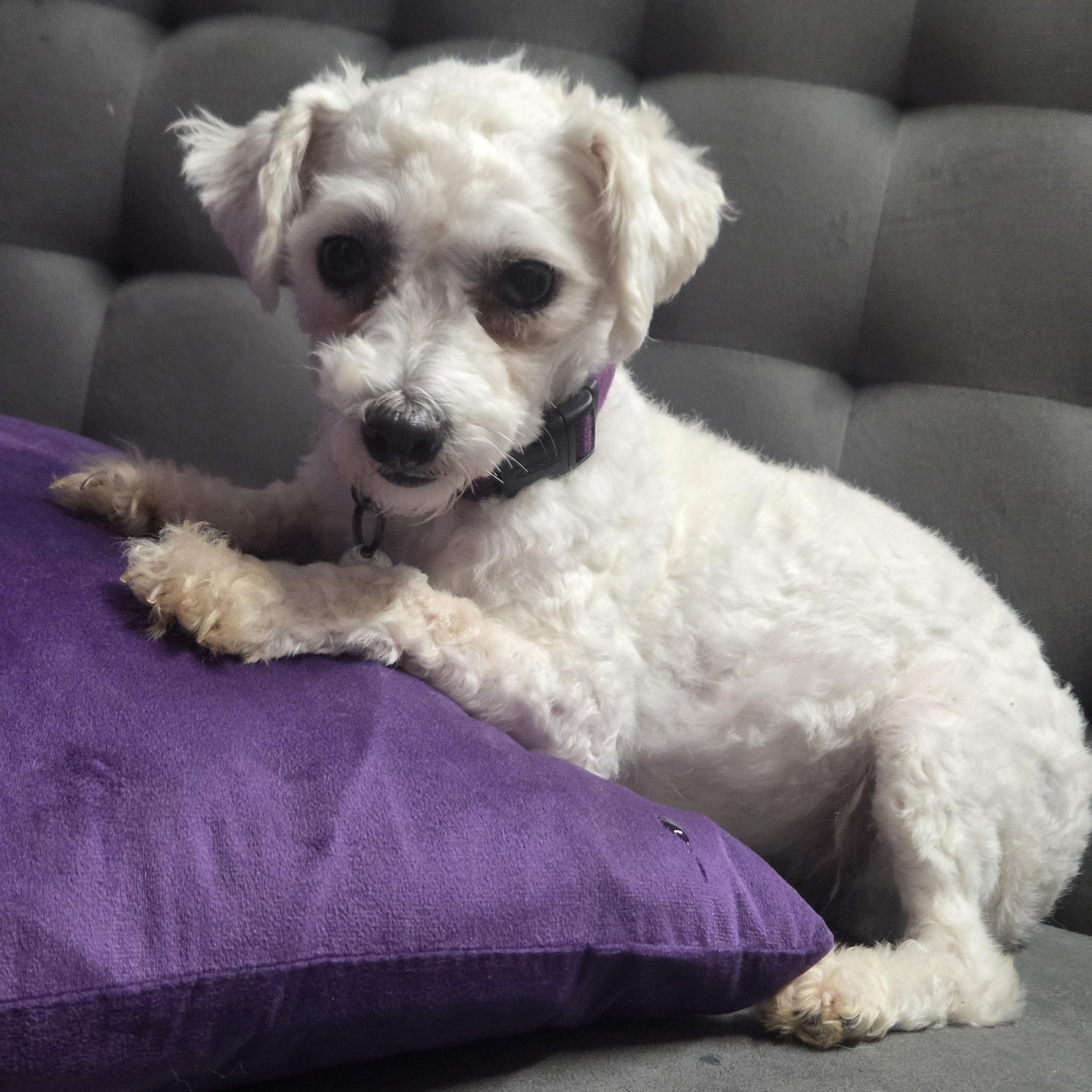 Enlarge Honee Bee - Foster Home Needed, a Adoptable Bichon Frise in Hartland, WI image 3/4