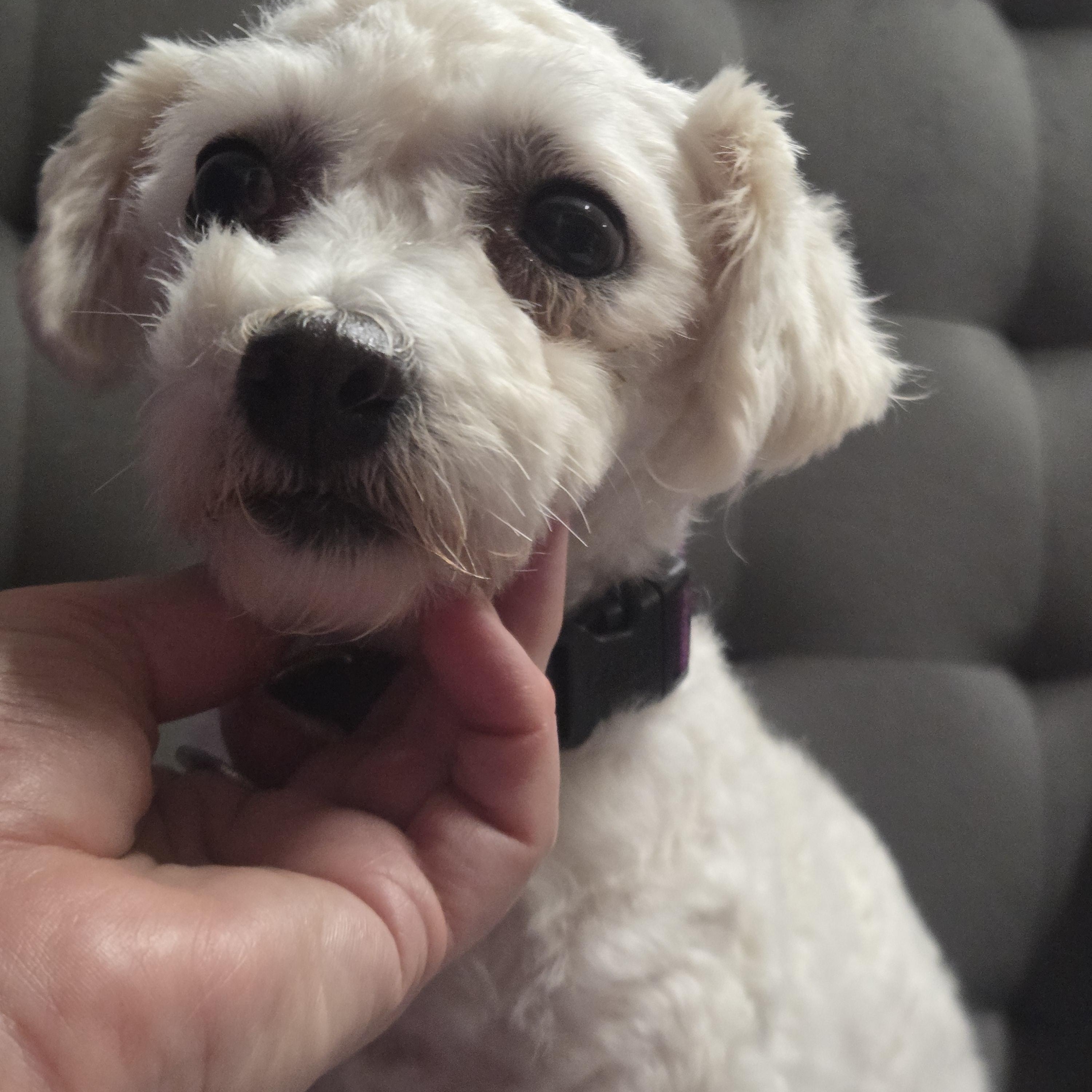 Enlarge Honee Bee - Foster Home Needed, a Adoptable Bichon Frise in Hartland, WI image 4/4