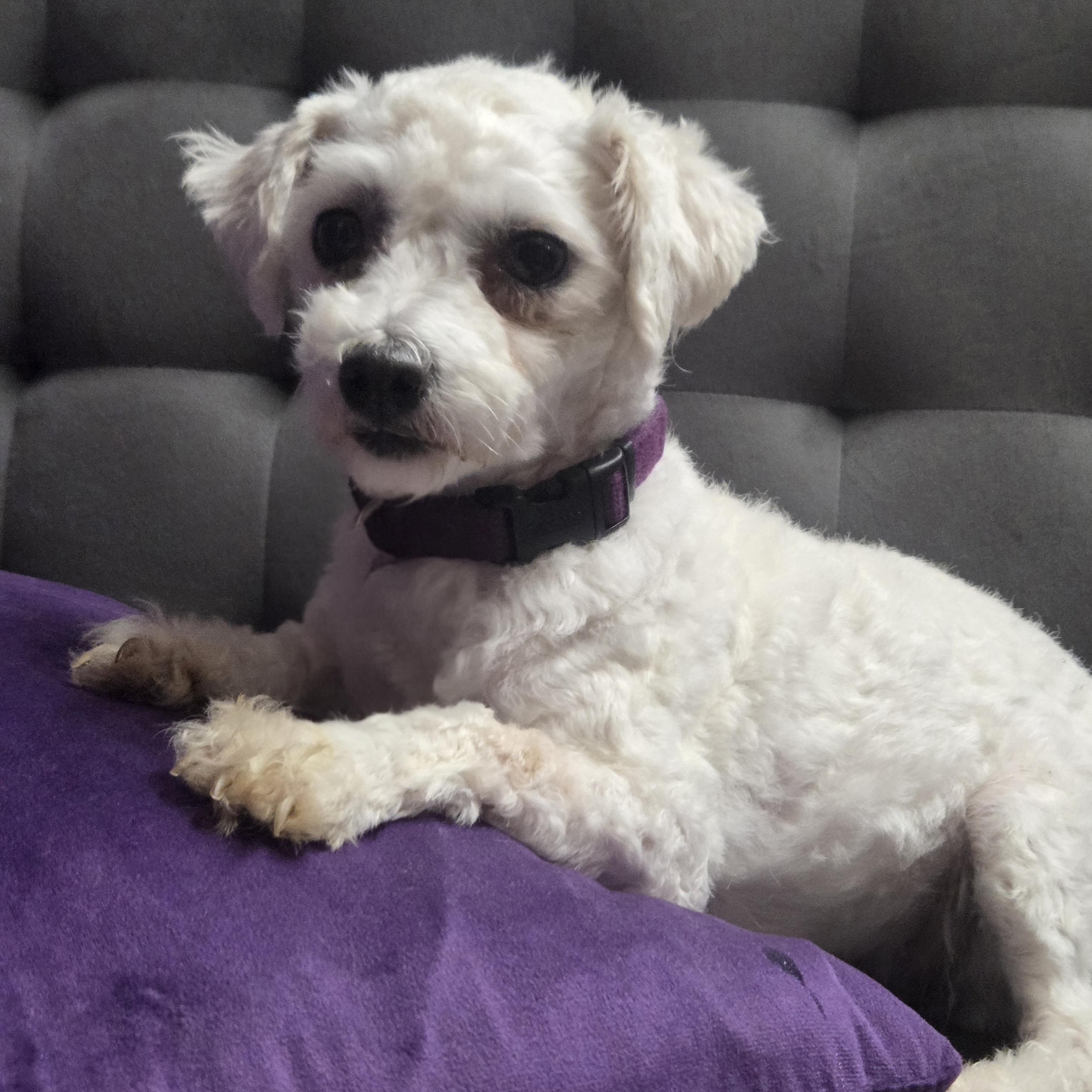 Enlarge Honee Bee - Foster Home Needed, a Adoptable Bichon Frise in Hartland, WI image 2/4