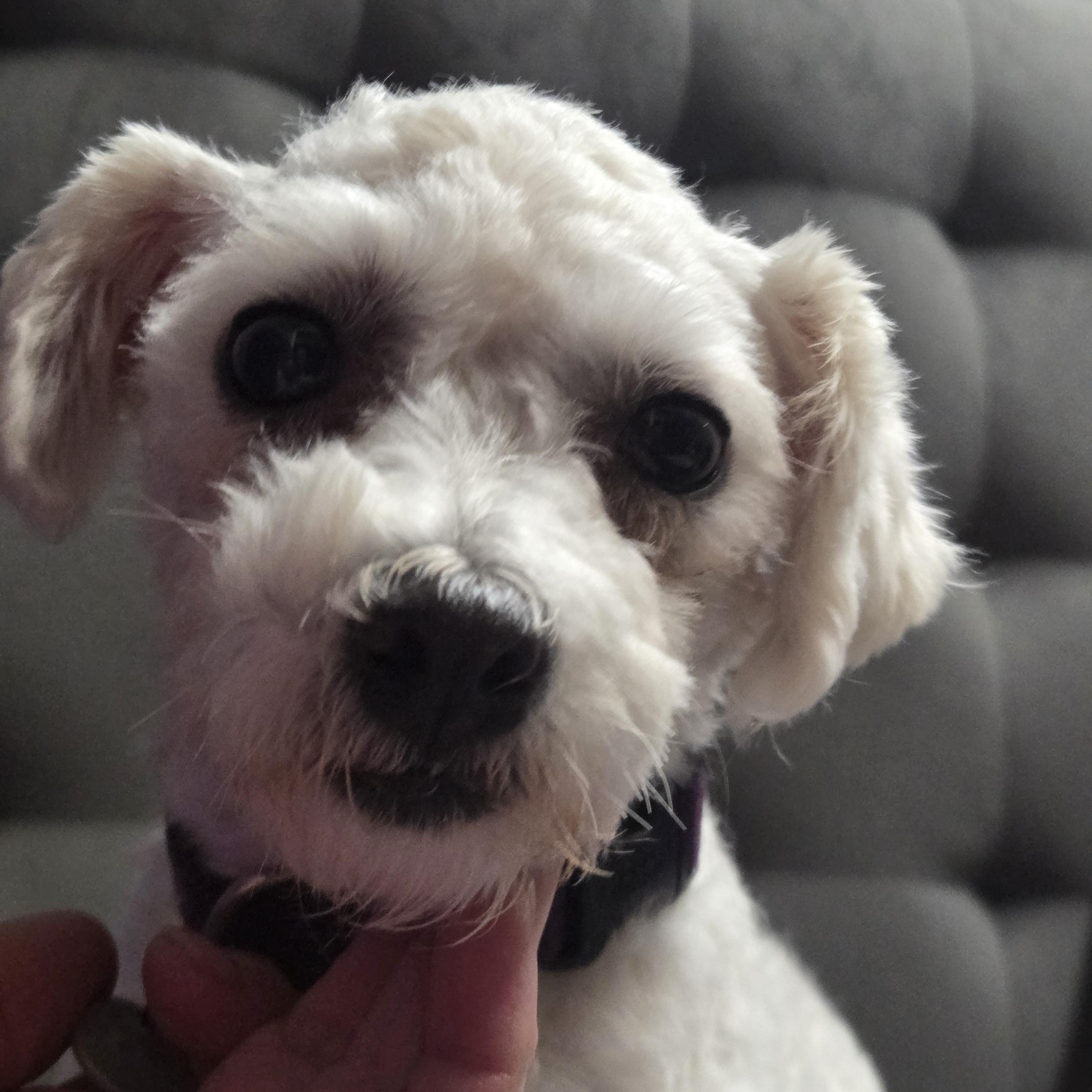 Honee Bee - Foster Home Needed, Adoptable, Young Female Bichon Frise.