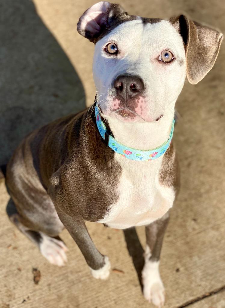 Tegan, a Adoptable mixed breed in Urbandale, IA image 1/5