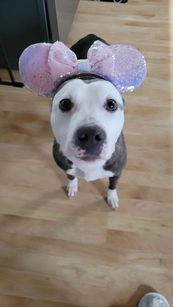 Tegan, a Adoptable mixed breed in Urbandale, IA image 2/5