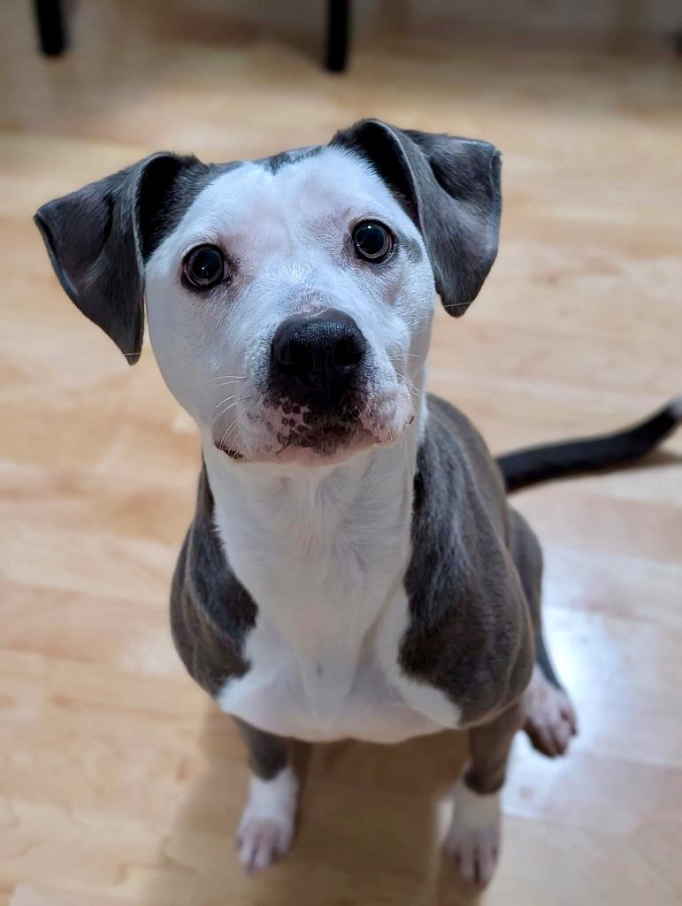 Tegan, a Adoptable mixed breed in Urbandale, IA image 5/5