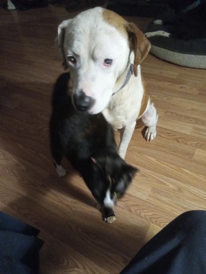 Enlarge Belle, a ADOPTABLE Mixed Breed in Auburn, GA image 2/3
