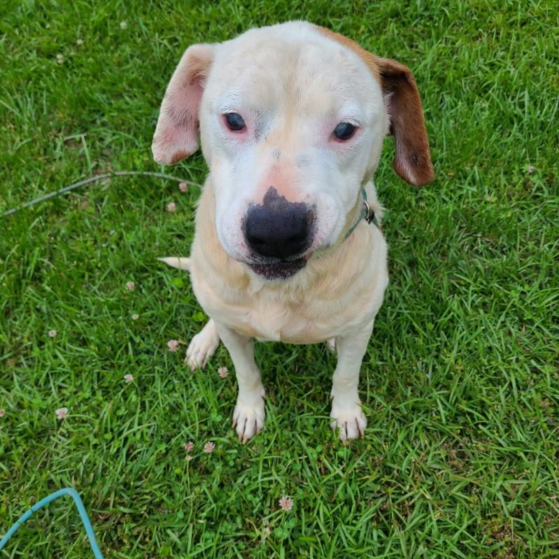 Belle, ADOPTABLE, Senior Female Mixed Breed.