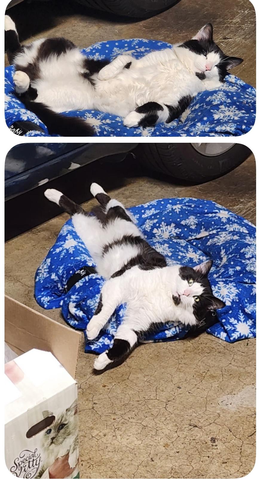 Squeeks, ADOPTABLE, Young Male Domestic Short Hair.