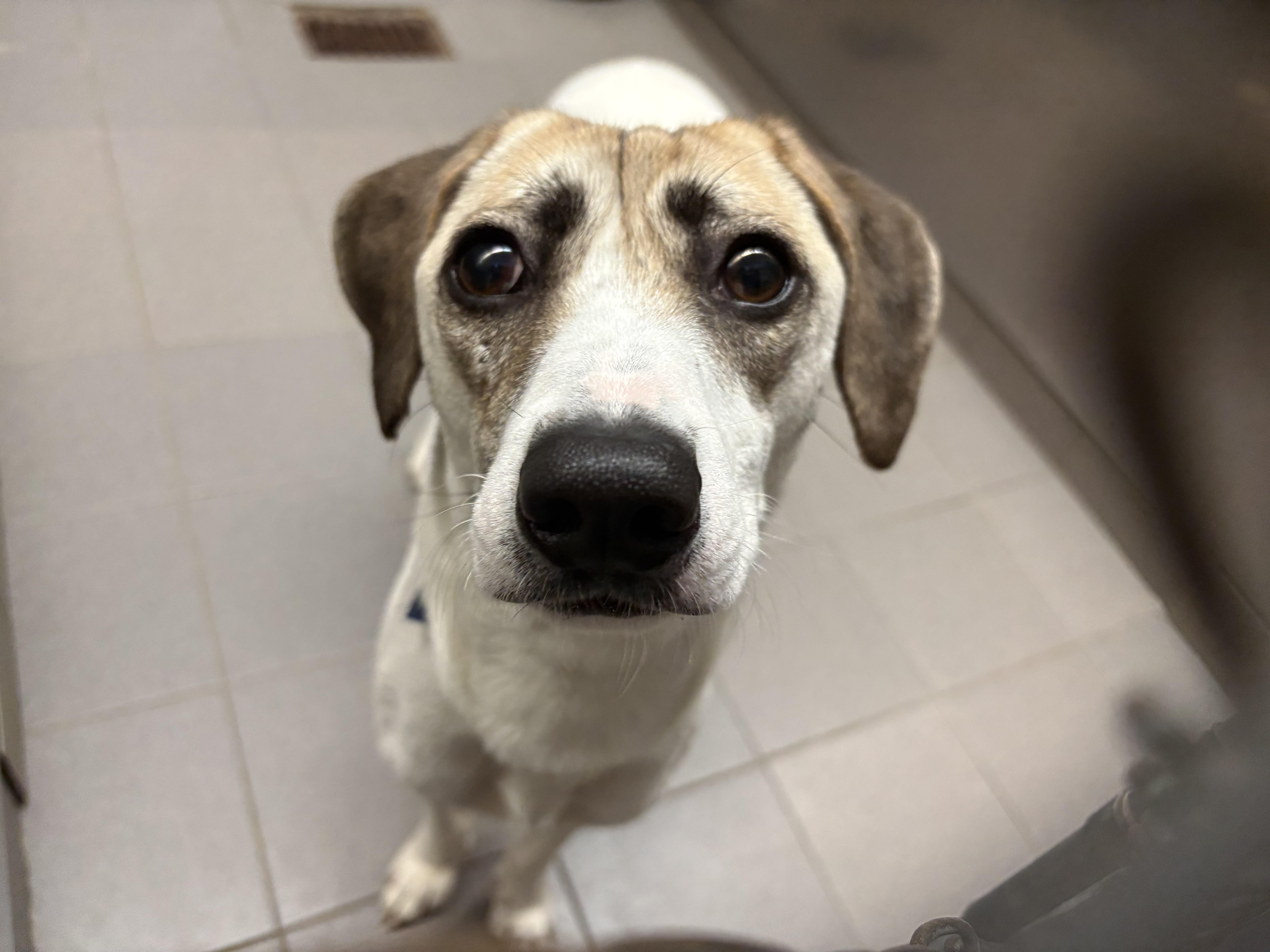 Nellie, Adoptable, Young Female Mixed Breed.