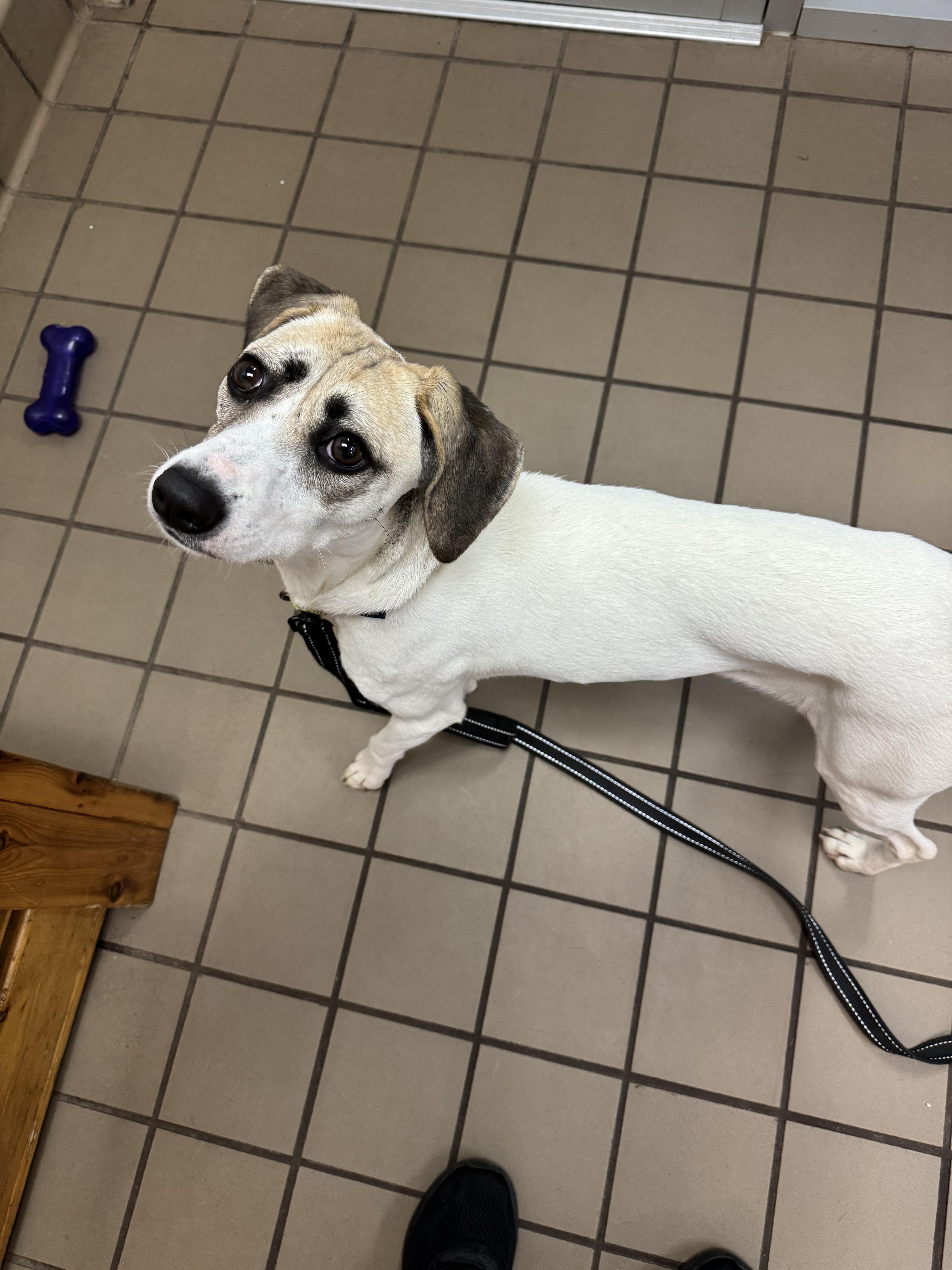 Enlarge Nellie, a Adoptable Mixed Breed in Wantagh, NY image 2/4