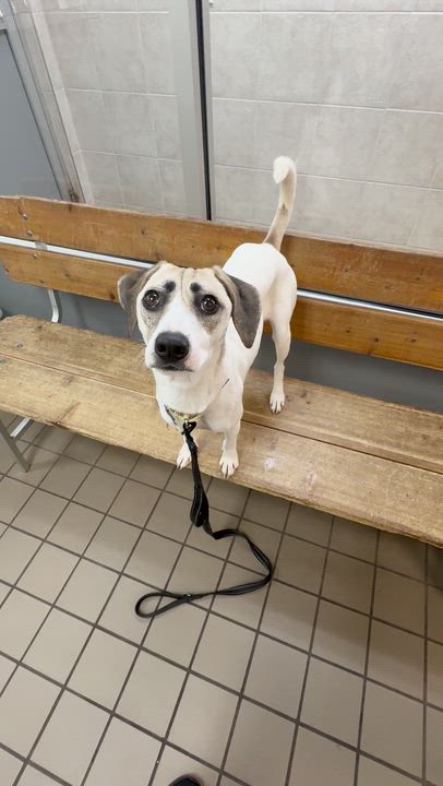 Enlarge Nellie, a Adoptable Mixed Breed in Wantagh, NY video 4/4