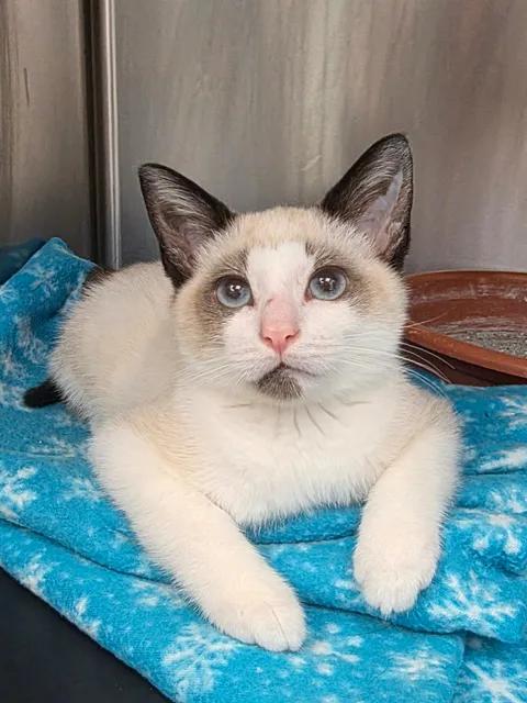 Touchy, Adoptable, Young Male Siamese & Snowshoe.