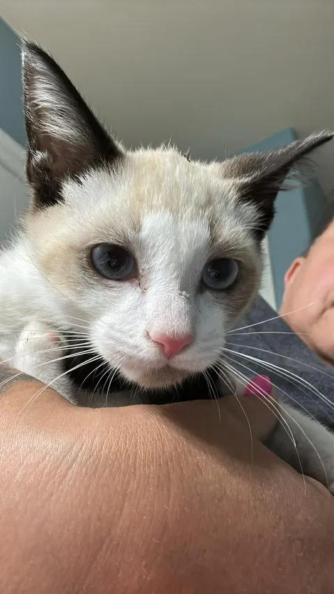 Touchy, a Adoptable mixed breed in Merrillville, IN image 4/4