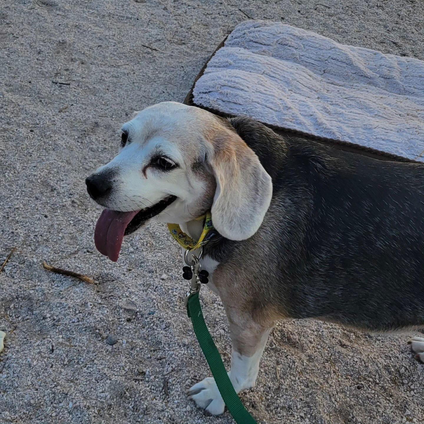Lazy Daisy, Adoptable, Adult Female Beagle.