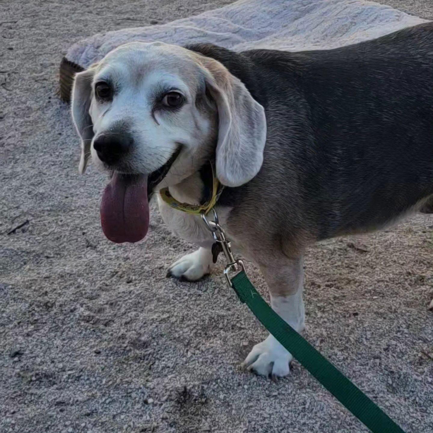 Enlarge Lazy Daisy, a Adoptable Beagle in Las Vegas, NV image 2/3