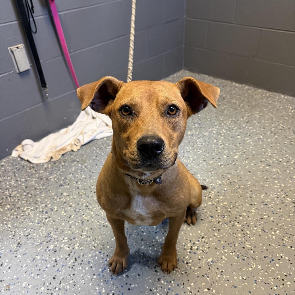 Juliet, Adoptable, Adult Female Labrador Retriever & Hound.