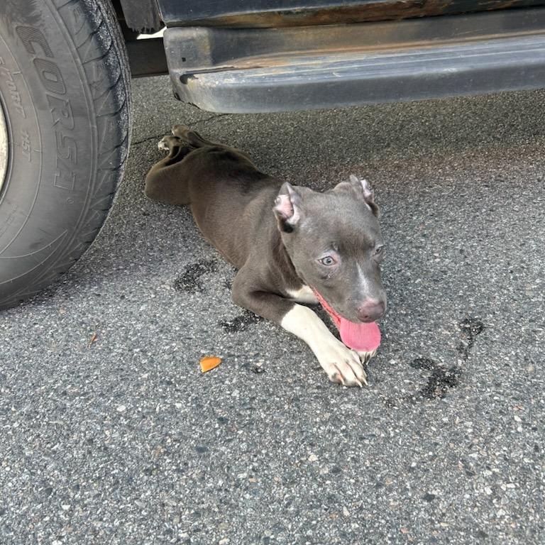 Zephyr, Adoptable, Young Male Mixed Breed.