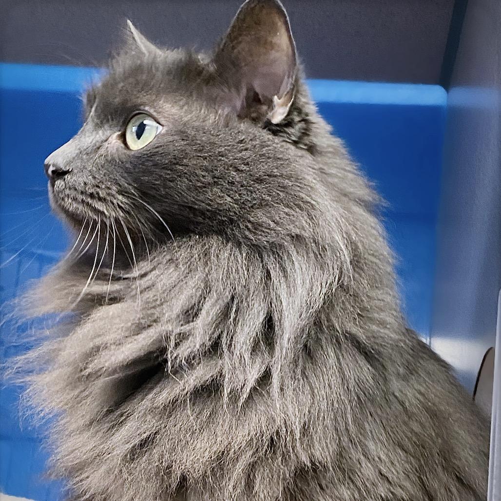 Smokey, Adoptable, Senior Male Domestic Long Hair.
