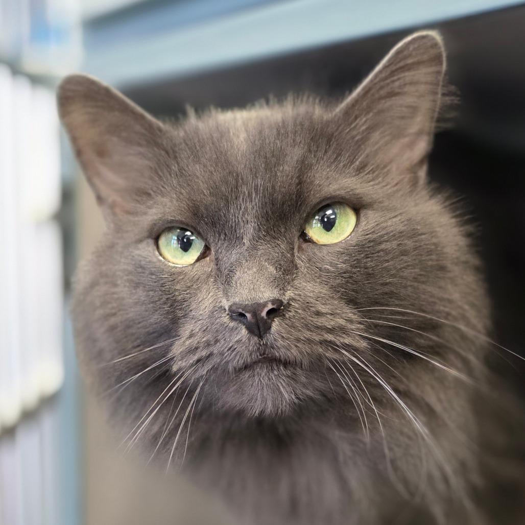 Enlarge Smokey, a Adoptable Domestic Long Hair in Huntsville, AL image 1/1