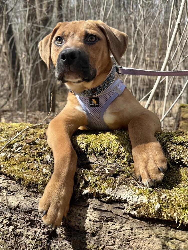 Seraphina — thumbnail 2