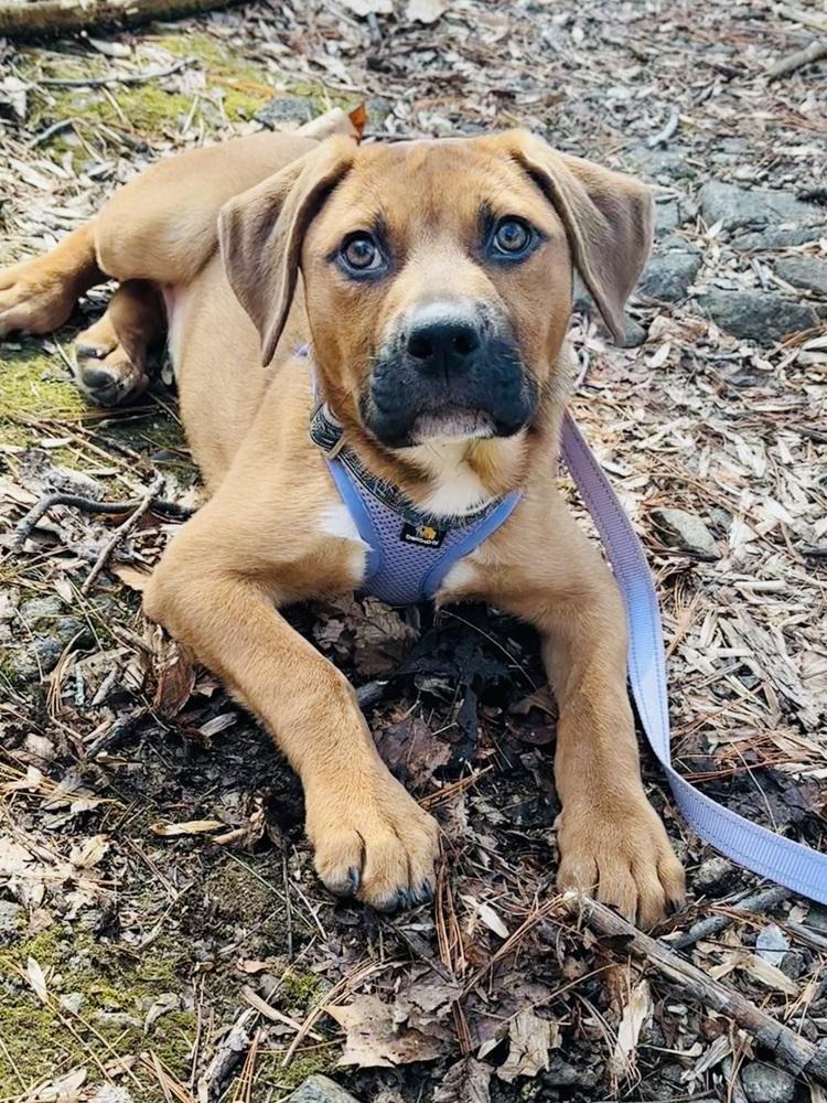 Seraphina — thumbnail 3