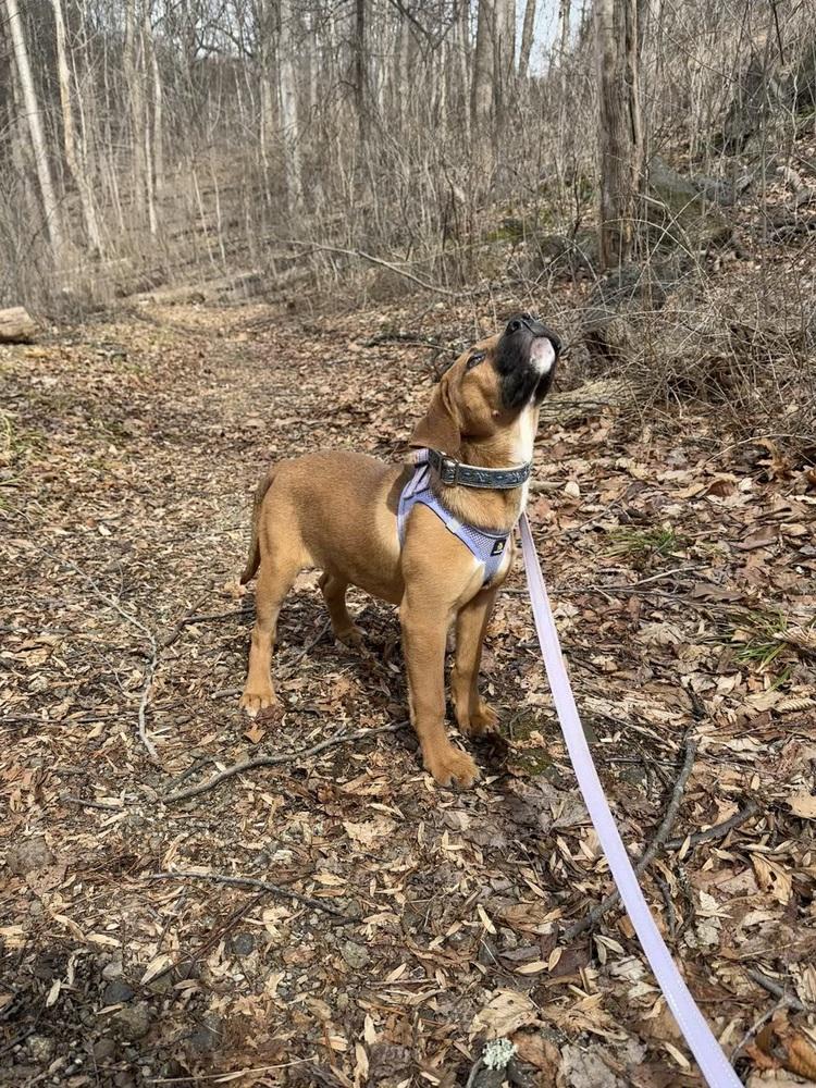 Seraphina — thumbnail 4