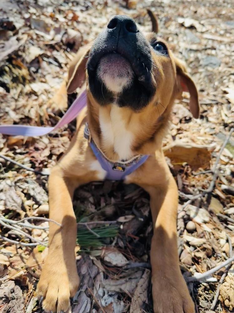 Seraphina — thumbnail 5