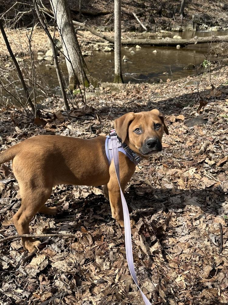 Seraphina — thumbnail 6