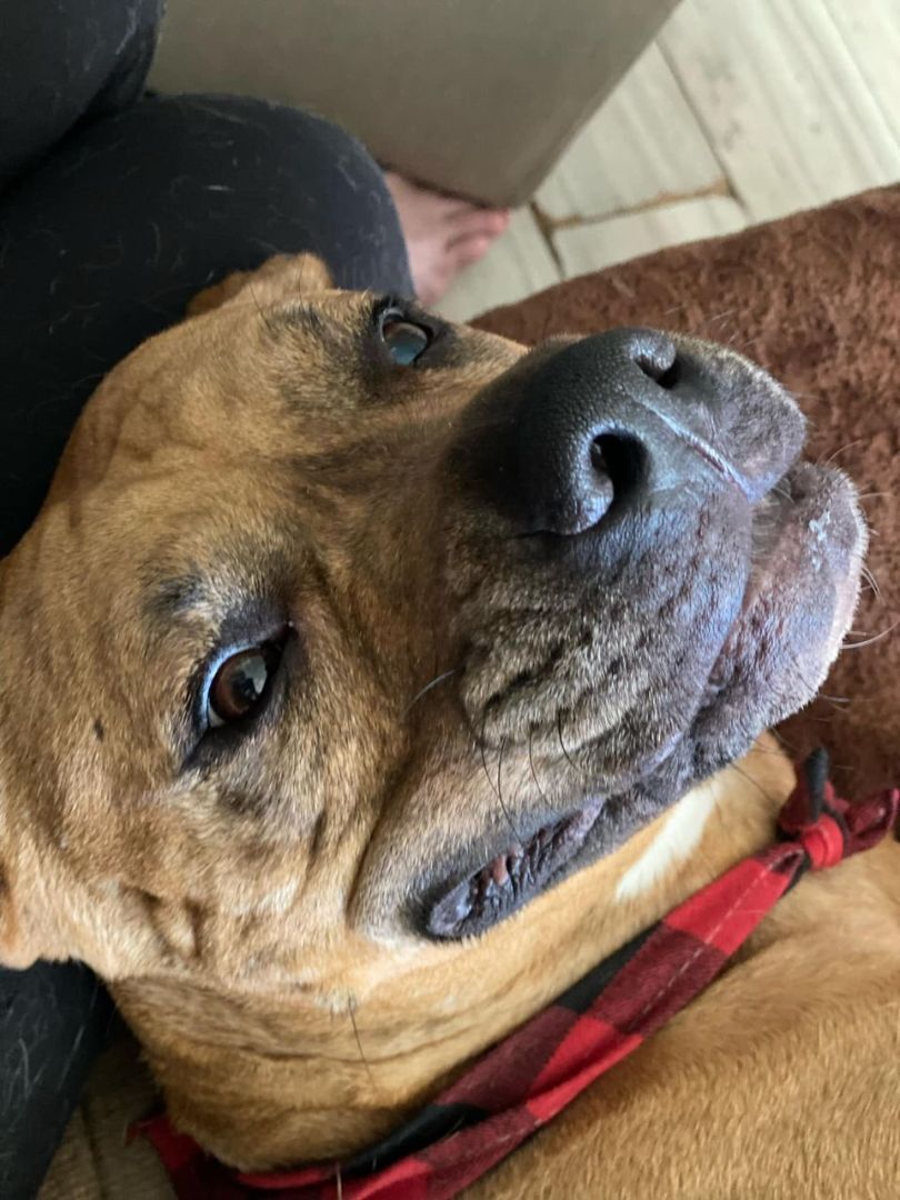 Enlarge Burt, a Adopted mixed breed in Jefferson , LA image 2/5