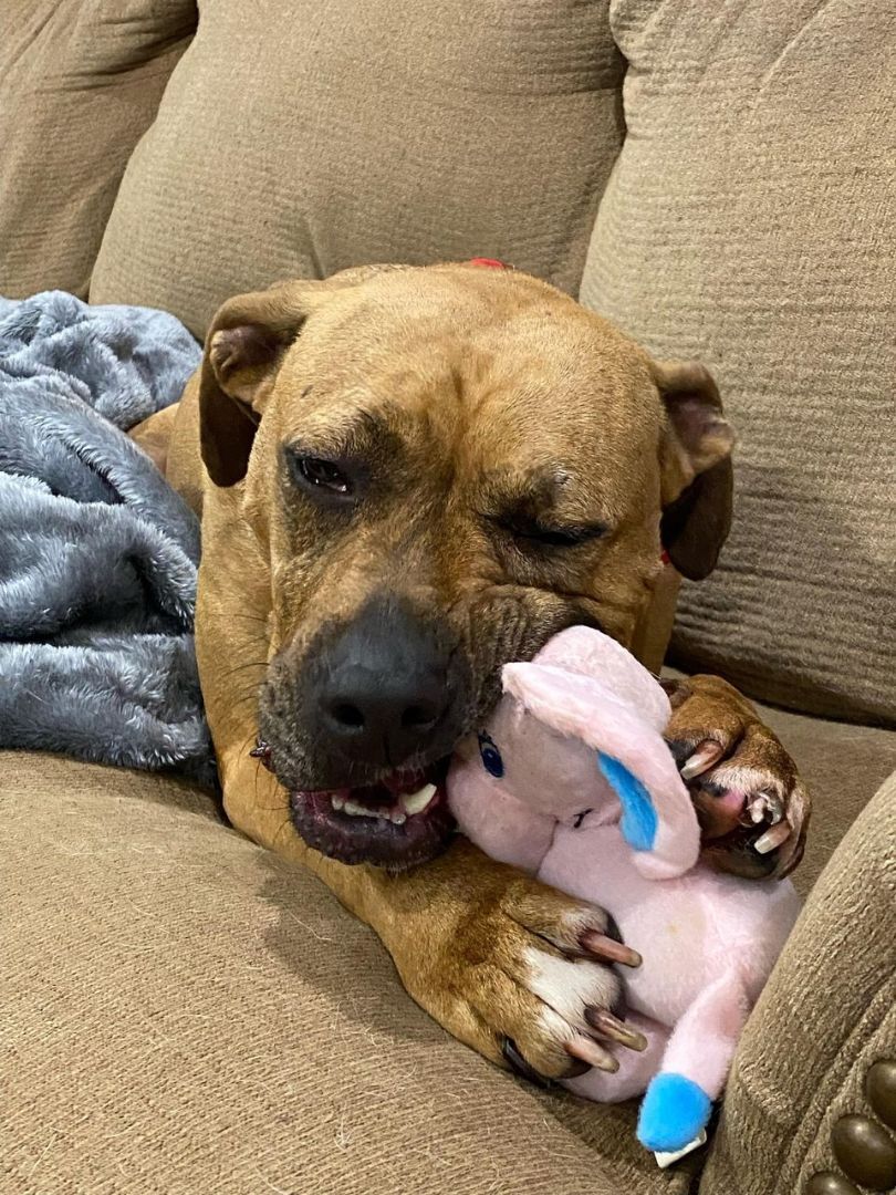 Enlarge Burt, a Adopted mixed breed in Jefferson , LA image 3/5